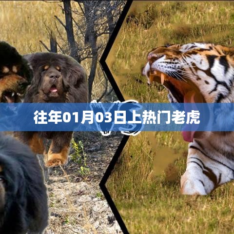 老虎上热门,回顾历年热门事件