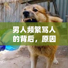 男人频繁骂人的背后,原因与应对之策