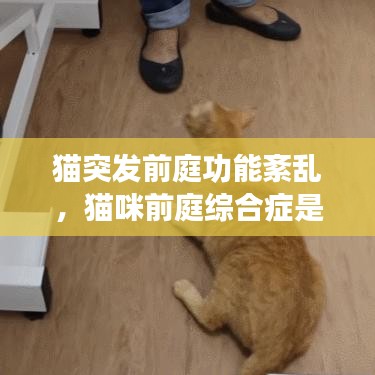 猫突发前庭功能紊乱,猫咪前庭综合症是什么意思