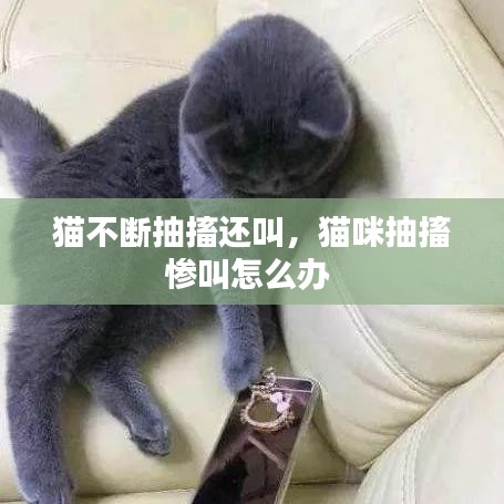猫不断抽搐还叫,猫咪抽搐惨叫怎么办