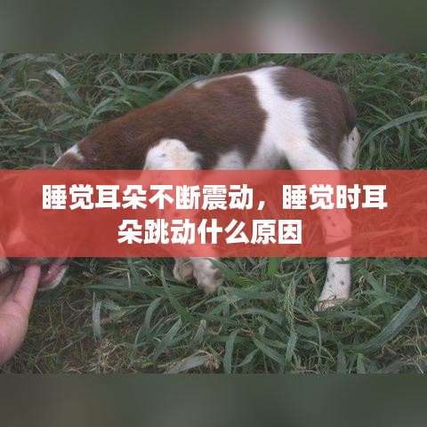 睡觉耳朵不断震动，睡觉时耳朵跳动什么原因 