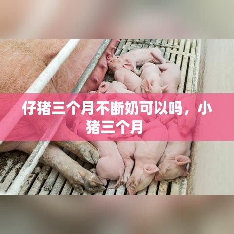 仔猪三个月不断奶可以吗，小猪三个月 
