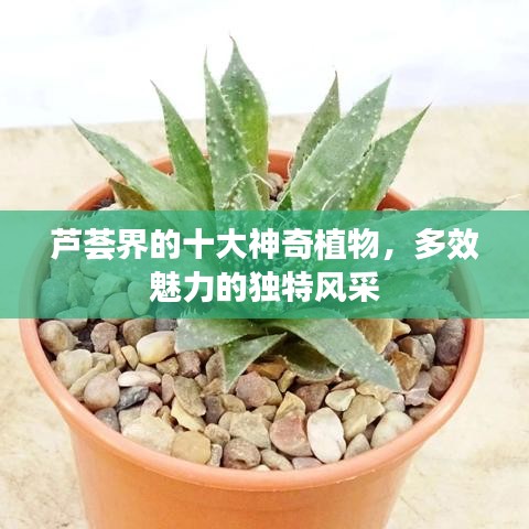 芦荟界的十大神奇植物，多效魅力的独特风采
