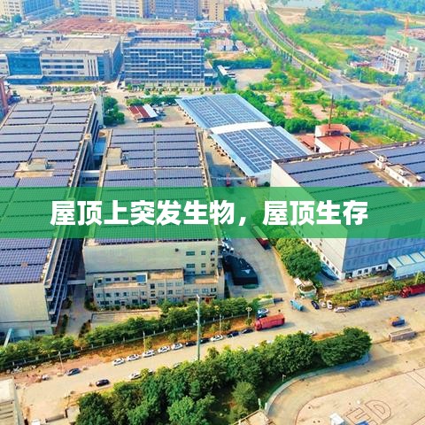 屋顶上突发生物,屋顶生存