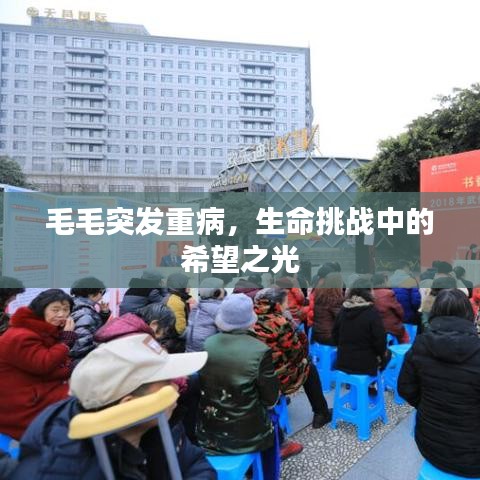 毛毛突发重病,生命挑战中的希望之光