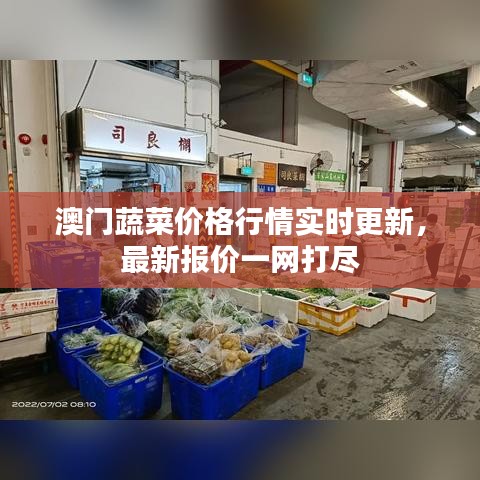 澳门蔬菜价格行情实时更新，最新报价一网打尽
