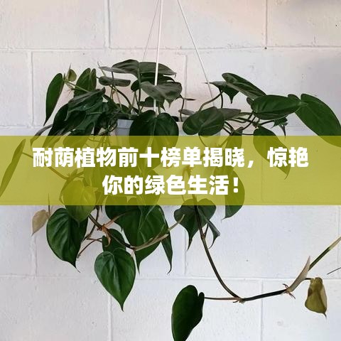耐荫植物前十榜单揭晓，惊艳你的绿色生活！