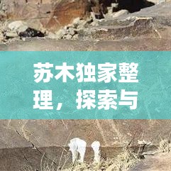 高不成低不就 第8页