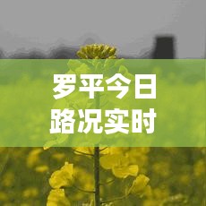 罗平今日路况实时更新,出行必备查询指南