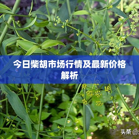今日柴胡市场行情及最新价格解析