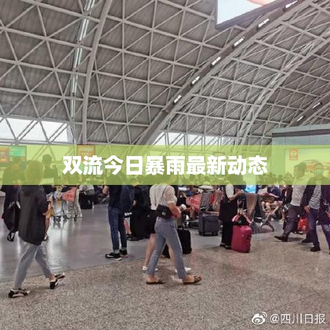 双流今日暴雨最新动态