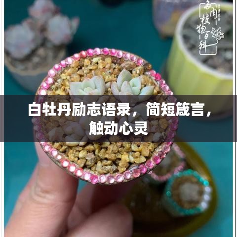 白牡丹励志语录,简短箴言,触动心灵