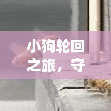 小狗轮回之旅，守护与希望的永恒篇章