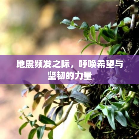 地震频发之际,呼唤希望与坚韧的力量