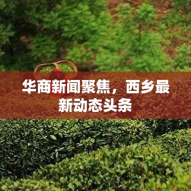 华商新闻聚焦,西乡最新动态头条