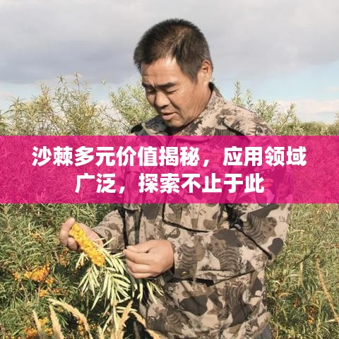 沙棘多元价值揭秘,应用领域广泛,探索不止于此