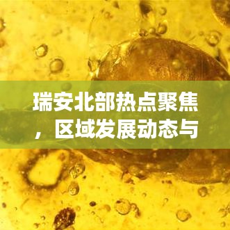 瑞安北部热点聚焦，区域发展动态与社会新闻头条