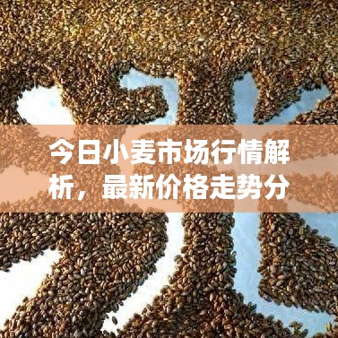 今日小麦市场行情解析，最新价格走势分析