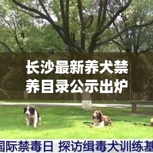 长沙最新养犬禁养目录公示出炉!这些犬种被禁止饲养