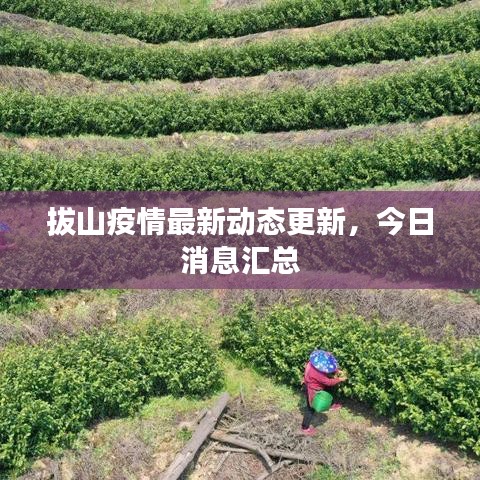拔山疫情最新动态更新,今日消息汇总