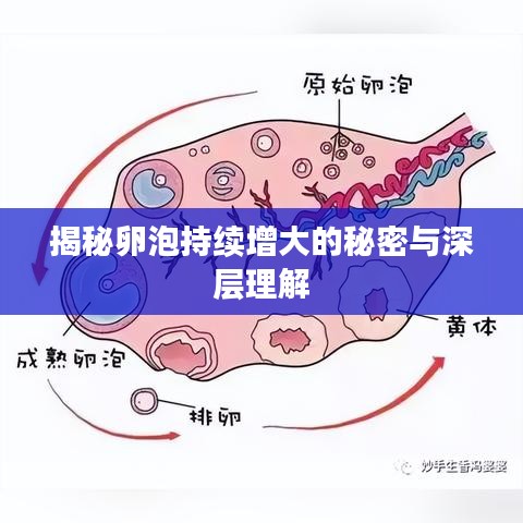 揭秘卵泡持续增大的秘密与深层理解