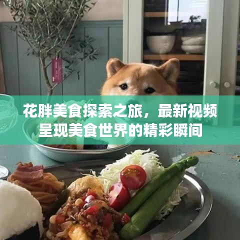 花胖美食探索之旅，最新视频呈现美食世界的精彩瞬间