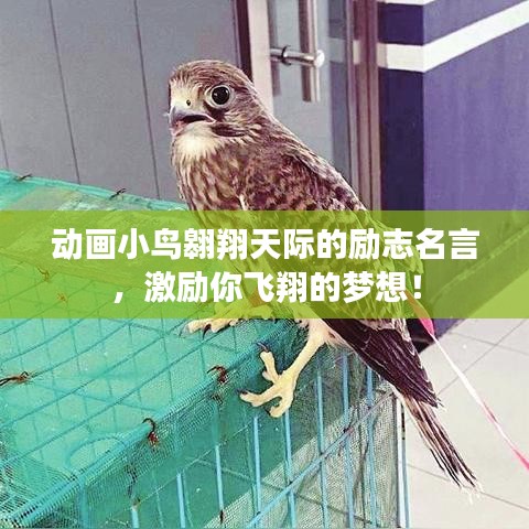 动画小鸟翱翔天际的励志名言,激励你飞翔的梦想!