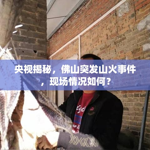 央视揭秘,佛山突发山火事件,现场情况如何?