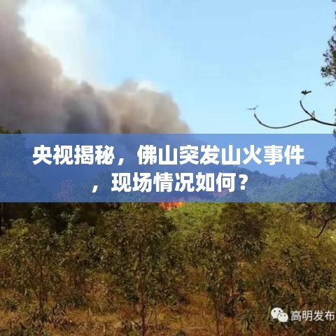 央视揭秘，佛山突发山火事件，现场情况如何？