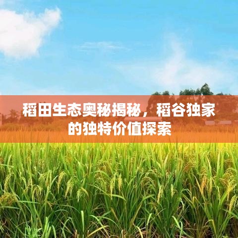 稻田生态奥秘揭秘,稻谷独家的独特价值探索