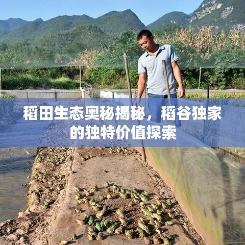 稻田生态奥秘揭秘,稻谷独家的独特价值探索
