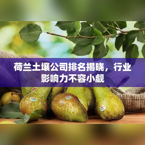 荷兰土壤公司排名揭晓，行业影响力不容小觑