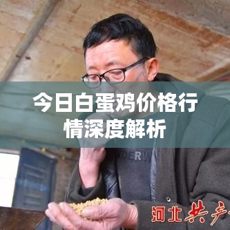今日白蛋鸡价格行情深度解析