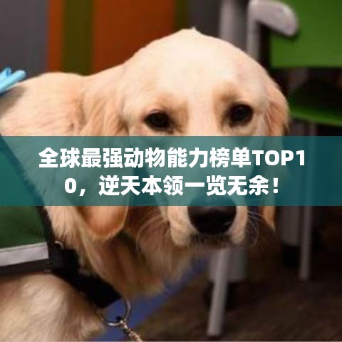 全球最强动物能力榜单TOP10，逆天本领一览无余！
