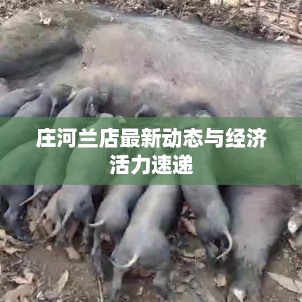 庄河兰店最新动态与经济活力速递