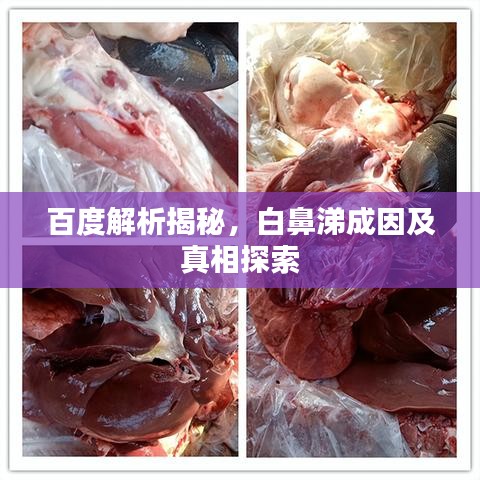 百度解析揭秘,白鼻涕成因及真相探索