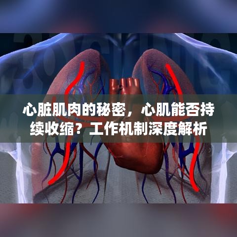心脏肌肉的秘密,心肌能否持续收缩?工作机制深度解析
