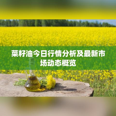 菜籽油今日行情分析及最新市场动态概览
