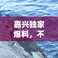 嘉兴独家爆料,不容错过的本地新闻资讯