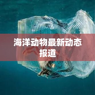 海洋动物最新动态报道