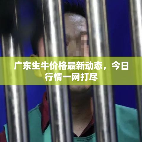 广东生牛价格最新动态，今日行情一网打尽