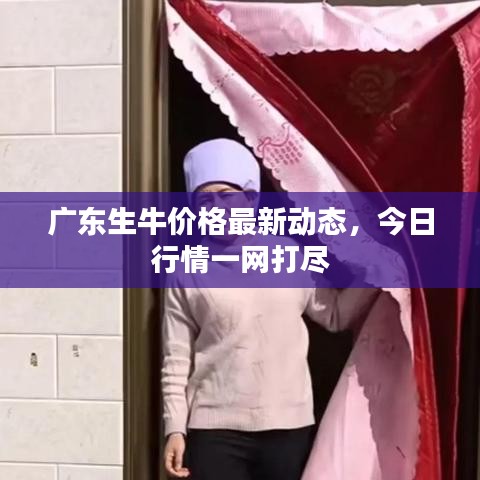 广东生牛价格最新动态,今日行情一网打尽