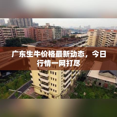 广东生牛价格最新动态,今日行情一网打尽