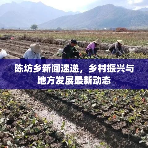 陈坊乡新闻速递,乡村振兴与地方发展最新动态