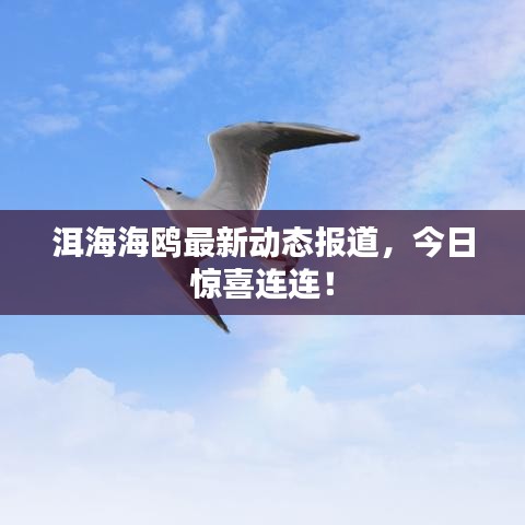 洱海海鸥最新动态报道,今日惊喜连连!