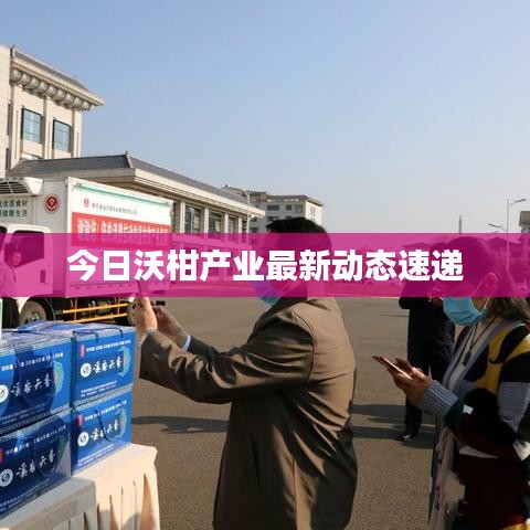 今日沃柑产业最新动态速递