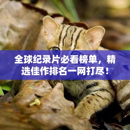 全球纪录片必看榜单,精选佳作排名一网打尽!