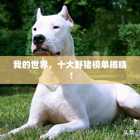 我的世界,十大野猪榜单揭晓!