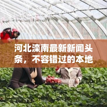 河北滦南最新新闻头条,不容错过的本地资讯!