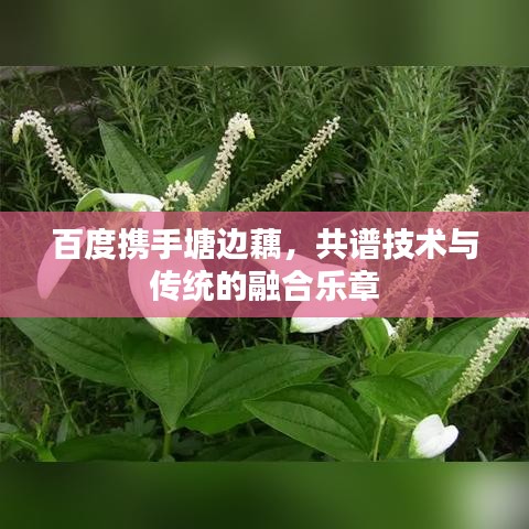 百度携手塘边藕，共谱技术与传统的融合乐章